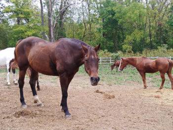 Horses at Natural Valley Ranch in Brownsburg, Indiana; photo credit Theresa Goodrich
