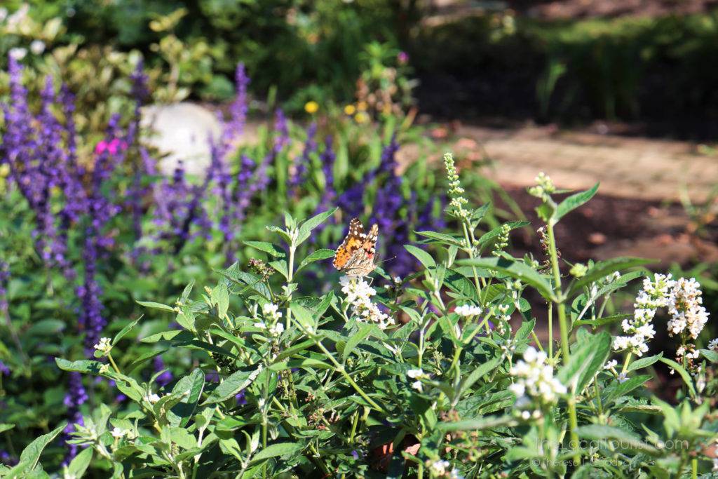 Monarch butterfly in the flowers at Avon Gardens