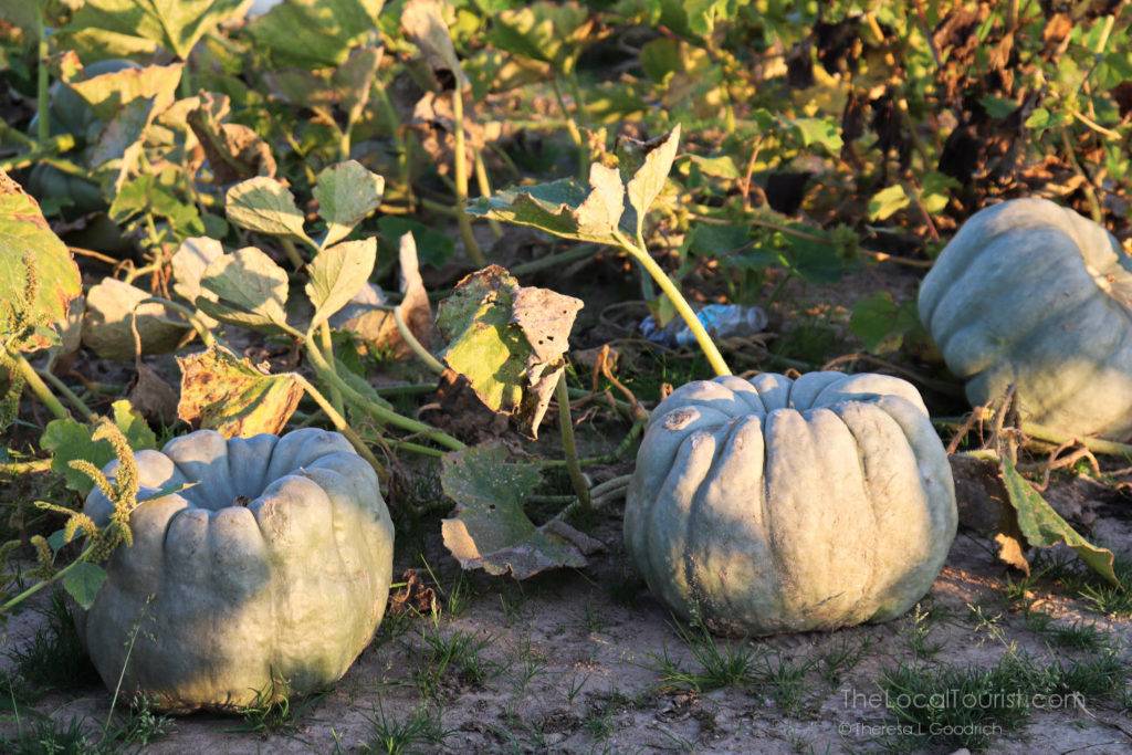 Patch of pumpkins at Beasley's Orchard